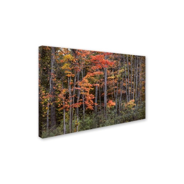 Jason Shaffer 'Autumn Tree Line' Canvas Art,22x32